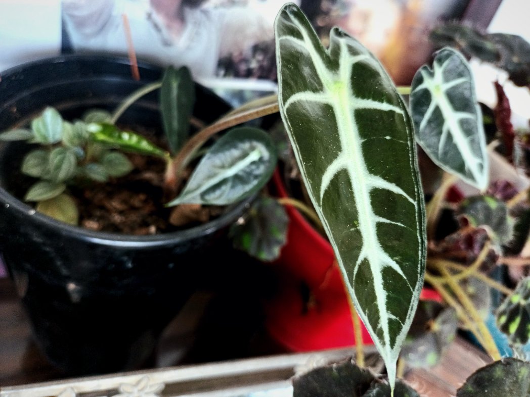 inhorto's tweet photo. Alocasia bambino back from the dead and thriving... no skill only begging and prayers https://t.co/j15no0LsJc