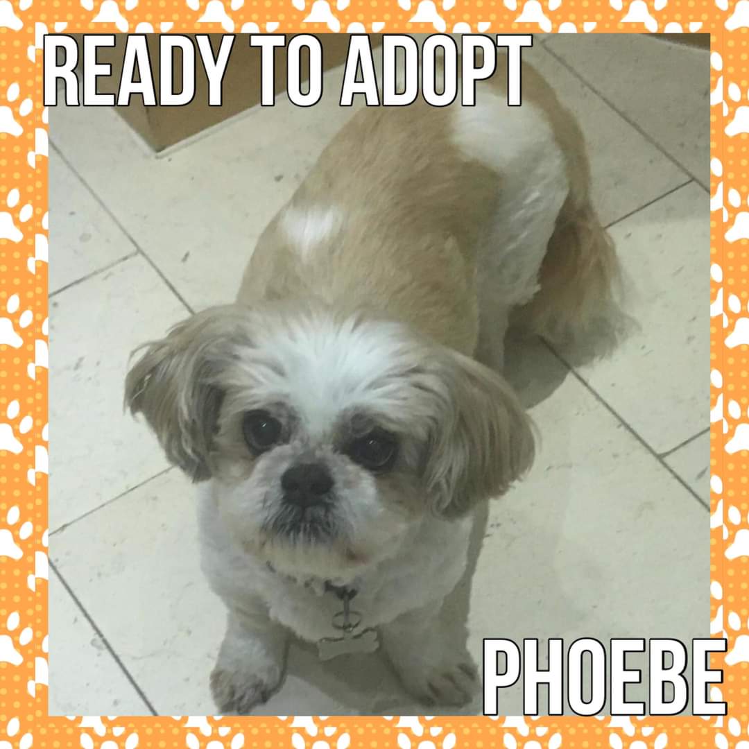 PHOEBE IS NOW AVAILABLE FOR ADOPTION. Please read her write up, criteria and adoption process BEFORE filling in the application of interest in the link below. cognitoforms.com/ShihTzuActionR… #shihtzuactionrescue #AdoptDontShop #rescueismyfavouritebreed #AdoptMe