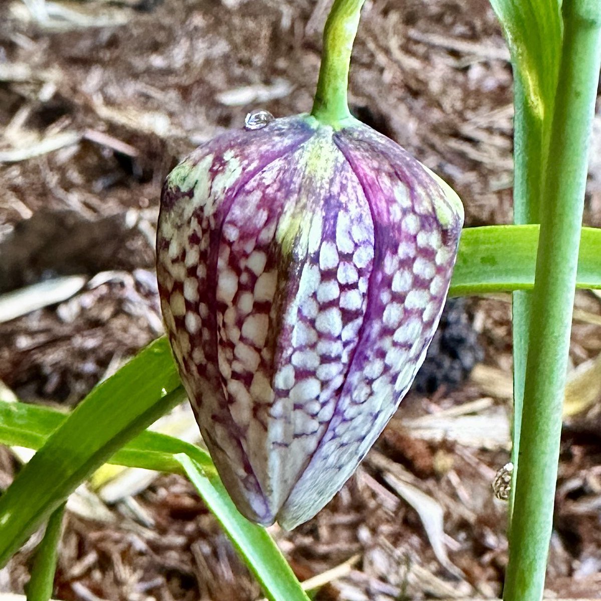 First Fritillaria meleagris aka snake’s head fritillary 🐍 Hoping for lots more 🤞💜🌸#Flowers #Gardening #FlowerHunting