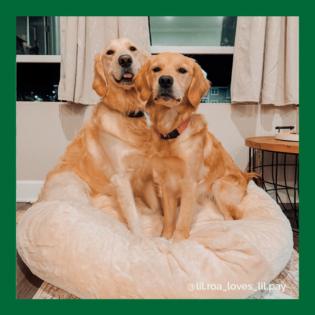 furhavenpet's tweet photo. The definition of two peas in a pod 🥹
📸 lil.rora_loves_lil.pay on IG

#furhavenpetproducts #furhaven #dogbed #ballbed https://t.co/SZfgOKlauO