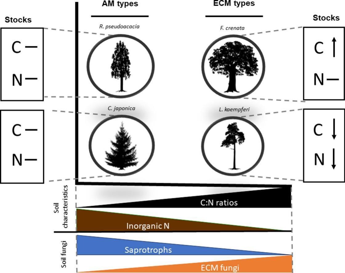 New paper out🚨 🌲🌳🍄🌿🌱🍄 Showing how nutrient cycling economy was different among the 4 studied tree species in Japan. Contrasting fungal functional groups influence nutrient cycling across... sciencedirect.com/science/articl… @Carles19861 @CTFC_Agrotecnio @UdL_RDI @Agrotecnio
