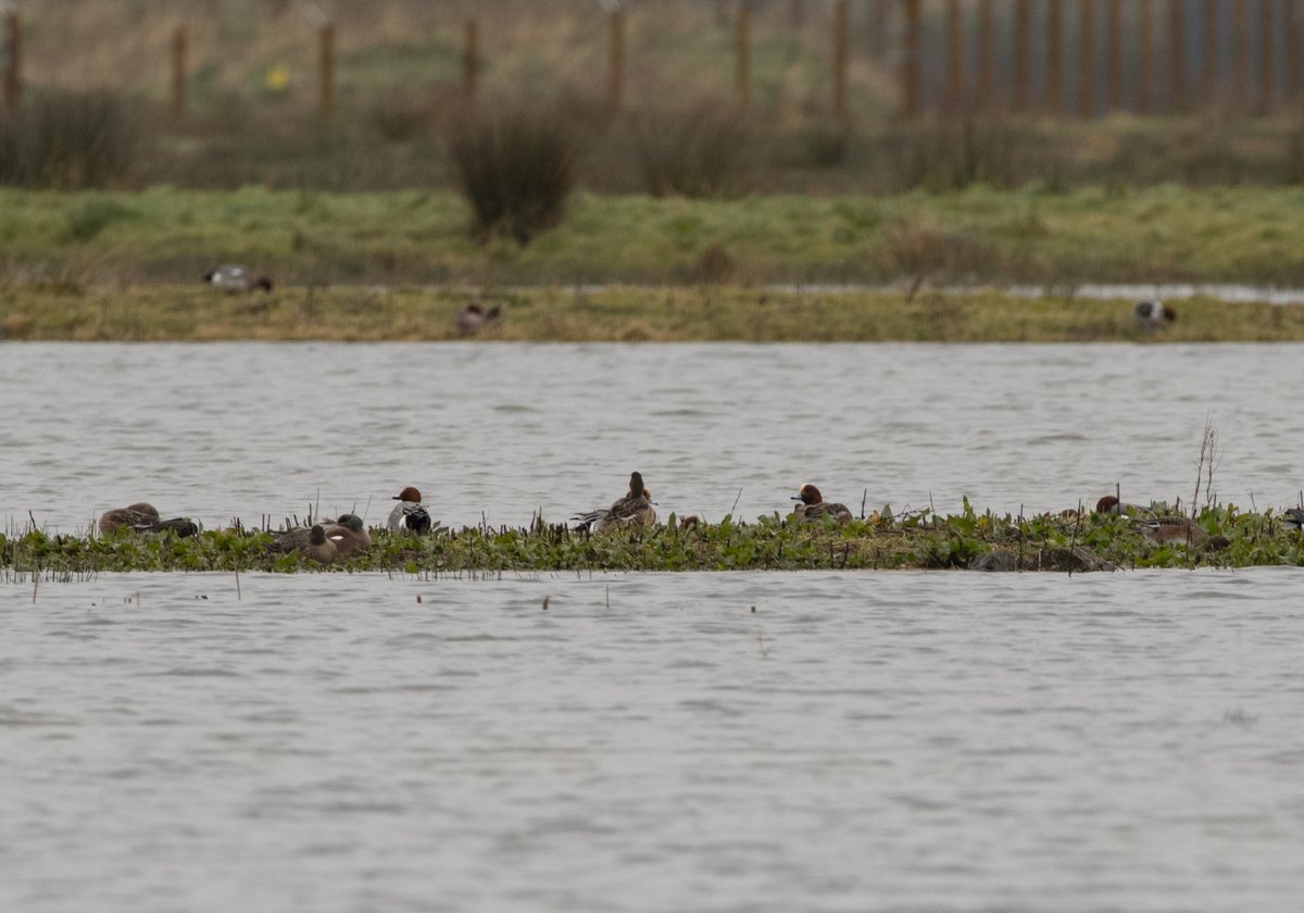 Redfoot60's tweet photo. American wigeon (asleep!), barnacles and pink feet and a pair of mute swans fleeing the incoming weather. https://t.co/MlA4Tbbk1G