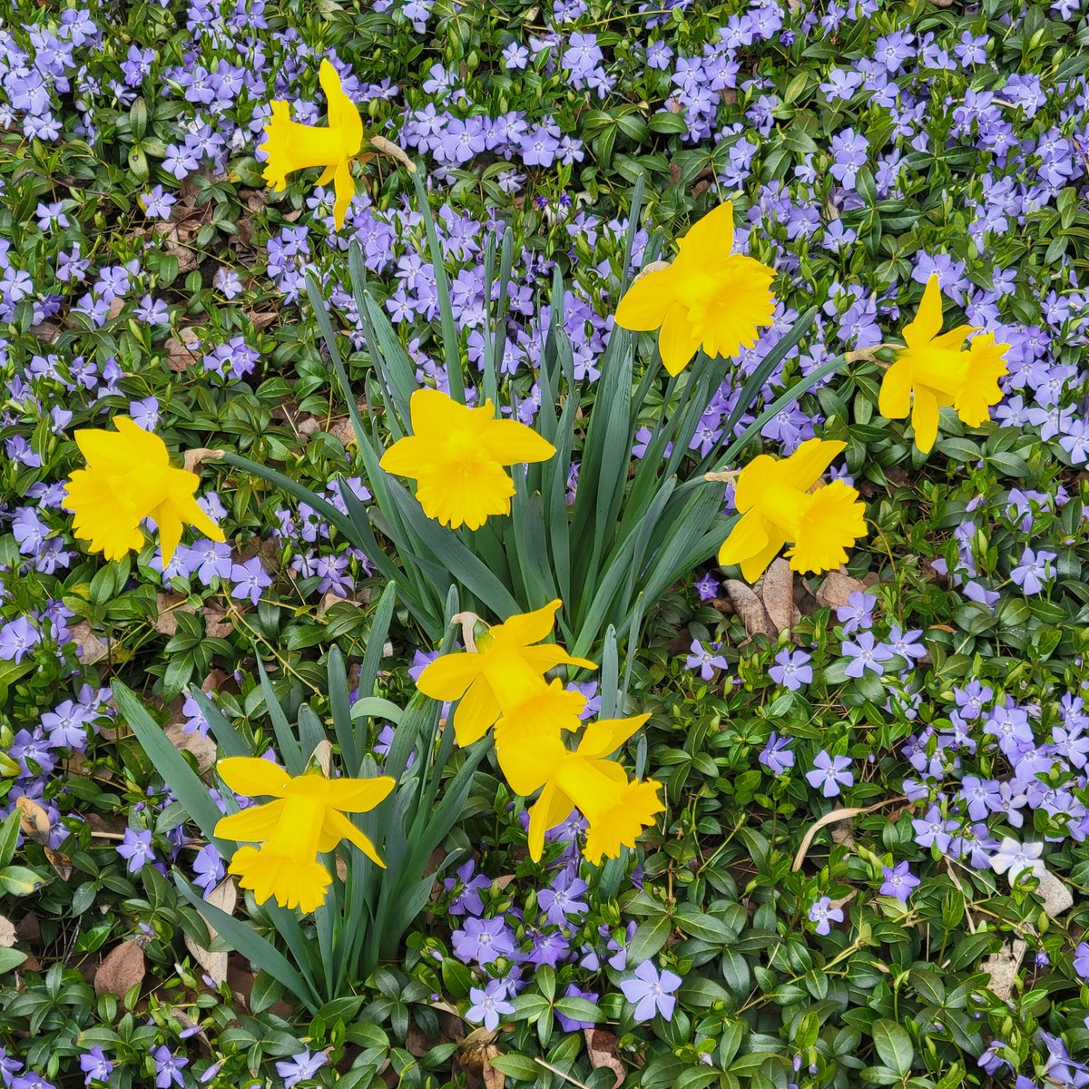 FlowerChick826's tweet photo. Spring has sprung!! 🌷🌞 The daffodils are blooming earlier this year. Such a welcome sight! 💛 #SpringEquinox #daffodils #flowers #Naperville #springtime https://t.co/1sEL8WmCie