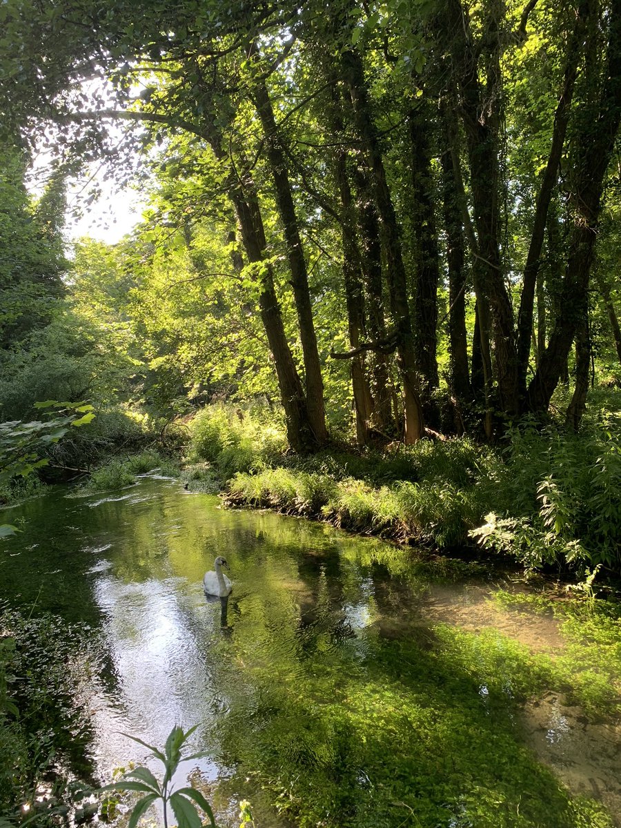 @markjdye Yup it’s the Babingley & it’s upper reaches still give a tantalising glimpse of what all our Chalk Streams once looked like😍Same spot in Summer +a 🦢  🆘#SaveOurStreams
