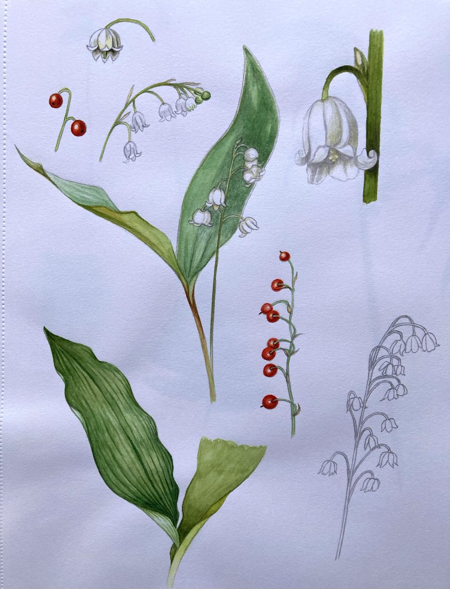 Lily of the Valley studies Watercolour & pencil in sketchbook #flowers #plants #painting #drawing #Wednesday #artist #artistsoninstagram #artistonX