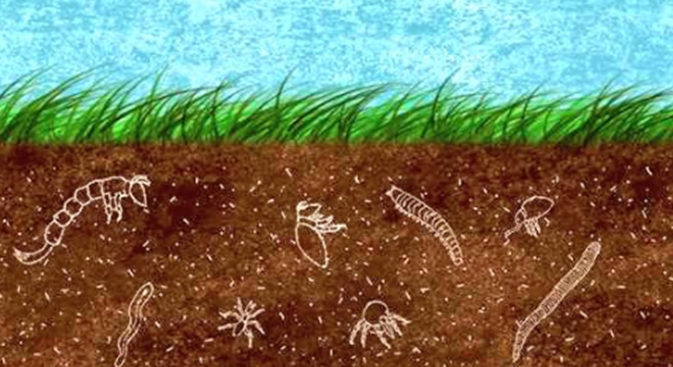 USDA_NRCS's tweet photo. Life beyond measure is just beneath our feet. https://t.co/3NRnG3torW #soilhealth https://t.co/gwzPMZcM4W