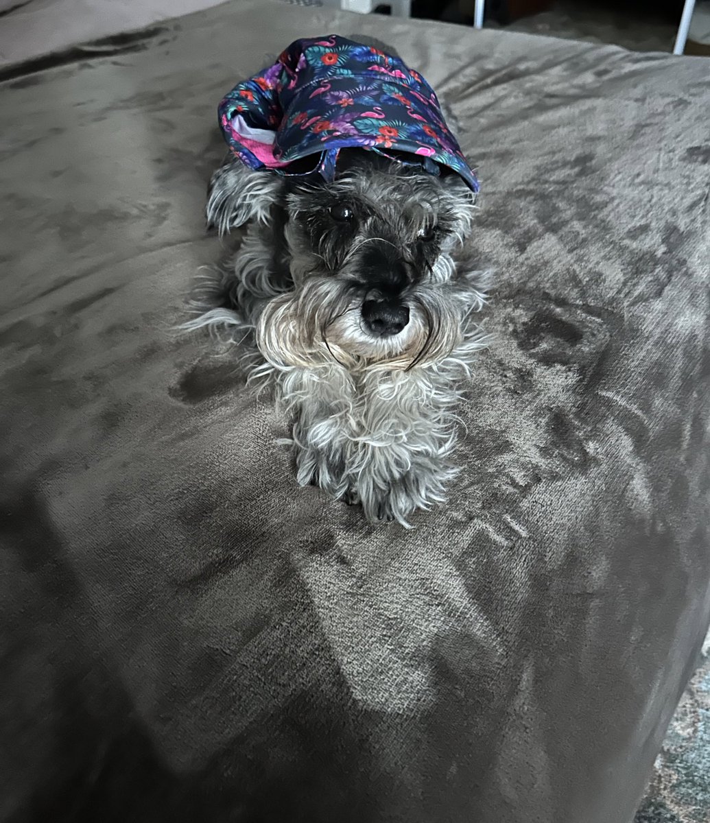 My uncle thinks I’d look good in a hat 🤪 #SchnauzerGang #dogsofx