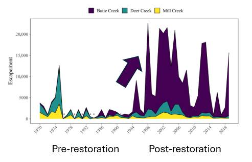 📢New #OA paper about #salmon river #restoration, #floodplains & #portfolios led by Dr Cordoleani📢 esajournals.onlinelibrary.wiley.com/doi/pdf/10.100… fisheries.noaa.gov/feature-story/… KEY MESSAGES: Restoration can be INCREDIBLY powerful. Butte Creek spring run salmon numbers increased ~2000% post restoration! (1/3)