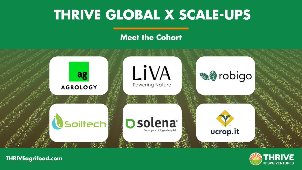 🚀 Announcing the 10th cohort of #THRIVEGlobalX! 🌍 Six exceptional companies poised to transform the AgriFood landscape. Read the full press release and meet the cohort here: thriveagrifood.com/news/ #AgriFood #Tech #Innovation