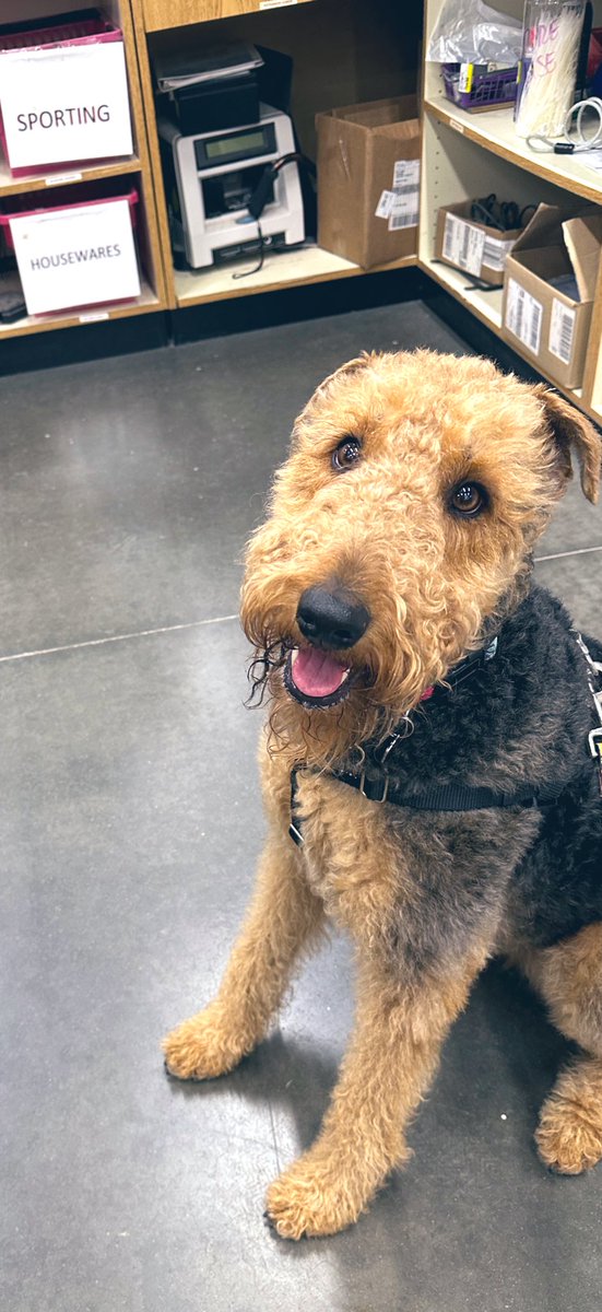 Just me, Quinn, waiting behind the register at the store for the lady to share a treat with me. Works every time! (patience s a virtue) Find your happy and be happy! Thank you my friend @WalterofWexford for sharing that today is #InternationalHappinessDay This is a happy happy…