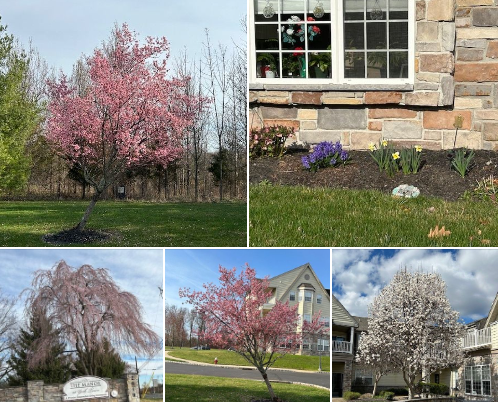 “Nothing is so beautiful as Spring”, especially at The Manor at York Town, a premier independent living community in Bucks County, blending classic charm with a modern approach to retirement living.