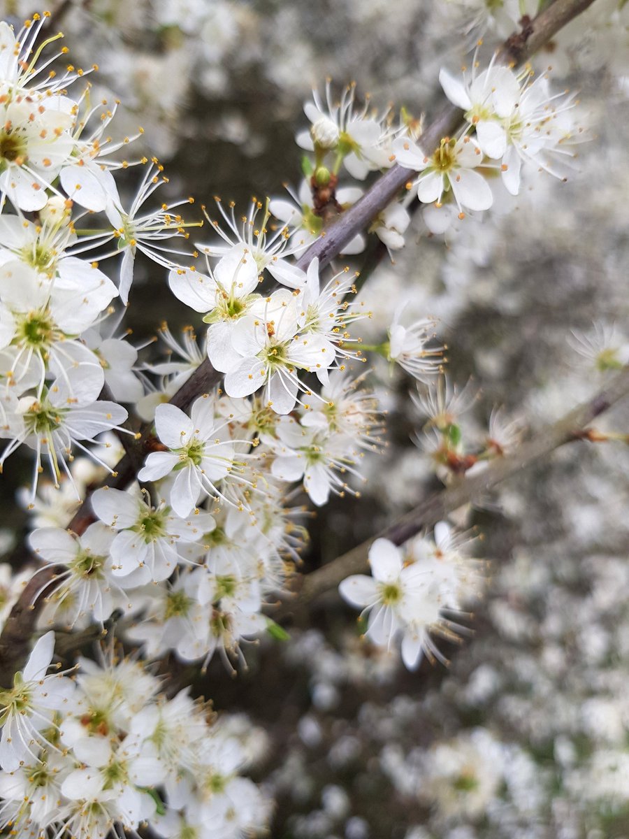 The hedgerows were stunning today, so much Blackthorn blossom...