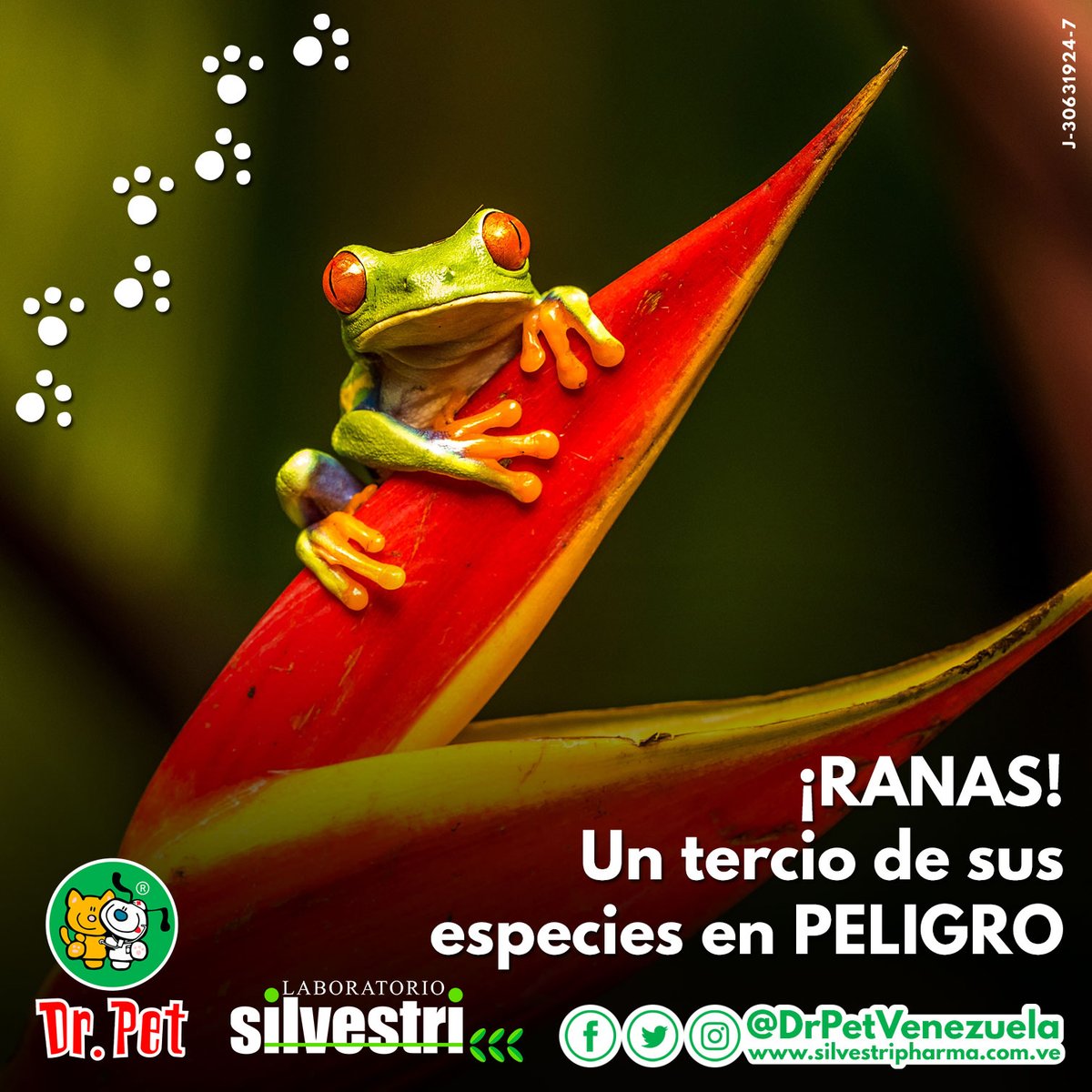 #DrPet 🐱🐶🐾 ¿𝗦𝗮𝗯𝗲𝘀 𝗽𝗼𝗿 𝗾𝘂é 𝗵𝗮𝘆 𝘂𝗻 𝗗í𝗮 𝗱𝗲 𝗹𝗮𝘀 𝗥𝗮𝗻𝗮𝘀? 🐸 🐸 🐸 Te lo contamos 👉 instagram.com/p/C4voee0Onoz/ #20Mar #Rana #Ranas