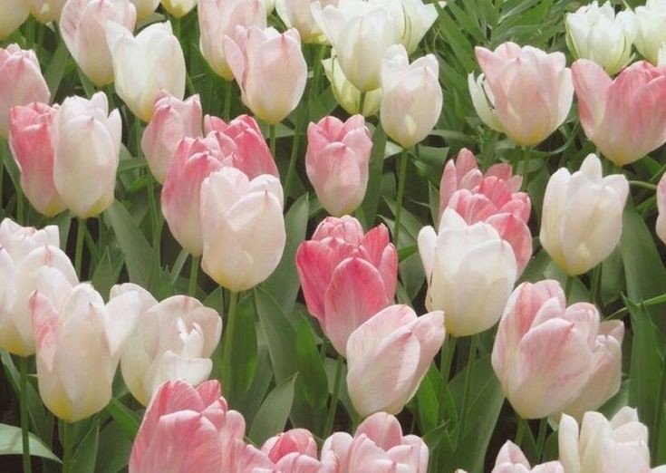 softdeIicacy's tweet photo. the beauty of tulips; https://t.co/NvrHpINWpe