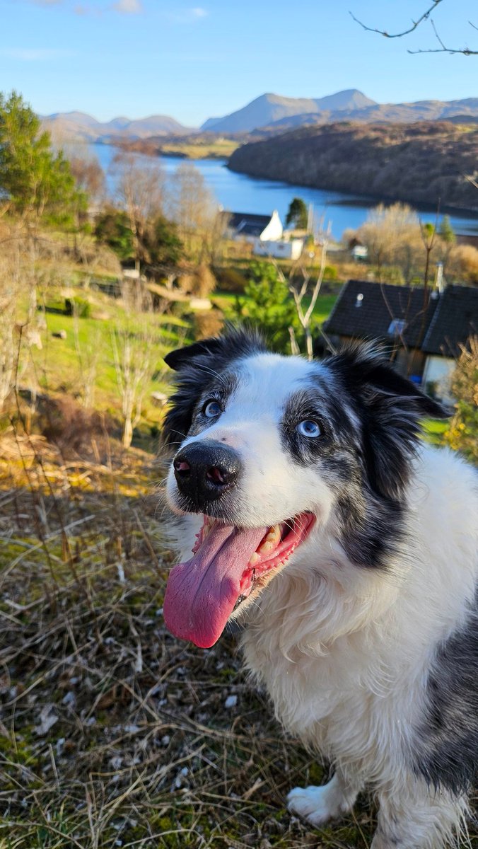 ColliesandCakes 🏴󠁧󠁢󠁳󠁣󠁴󠁿🦅 tweet media