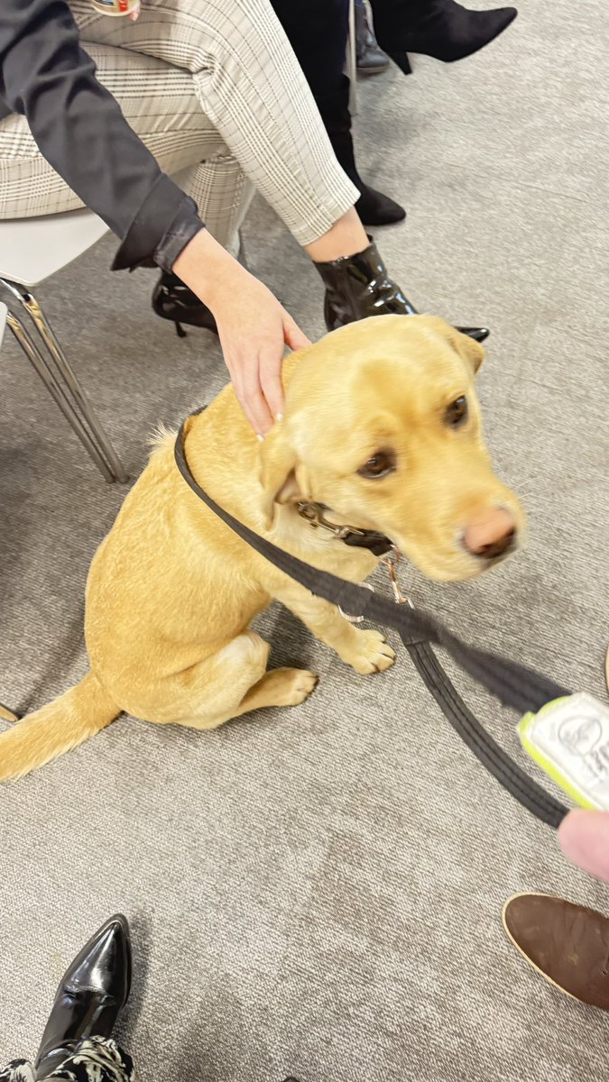 We were delighted to attend the launch of @adamstowncc new website today & have the opportunity to meet the newest member of #Teamddletb, introducing Quattro 😍 Welcome to the team 🦮👏 #Teamddletb #communitydog #community #care #respect #equality #excellenceineducation #ETBEthos