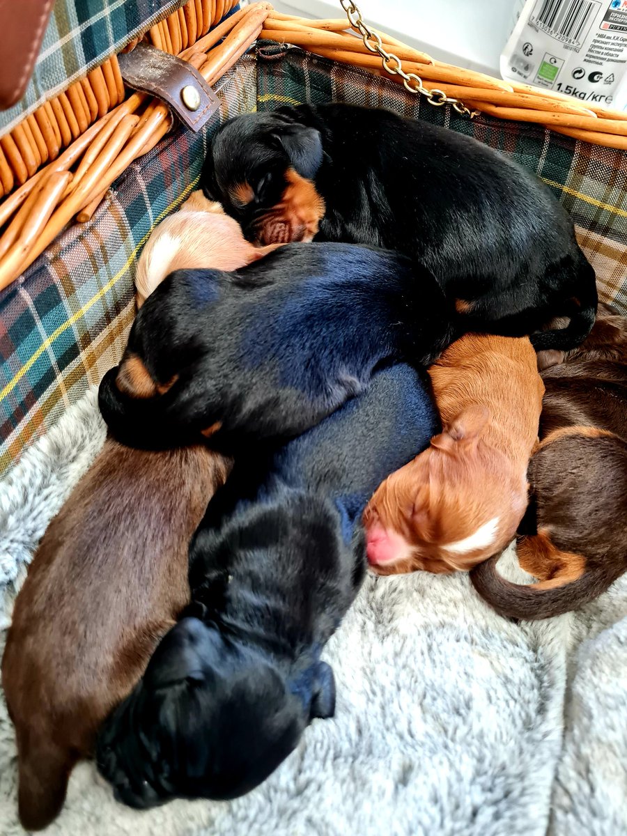 houndandblossom's tweet photo. Puppy pile! Off for a vet check up for these cuties. Happy Wednesday ๐
#cocker #beautiful #pupsofX #puppies
#petlovers
@houndandblossom https://t.co/rXW24O2Uj0