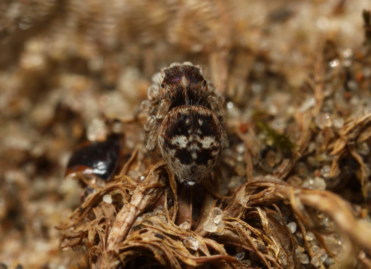 Attulus saltator 💚 Definitely my favourite salticid now! Found this stunning one yesterday at Ainsdale 🕷️💚