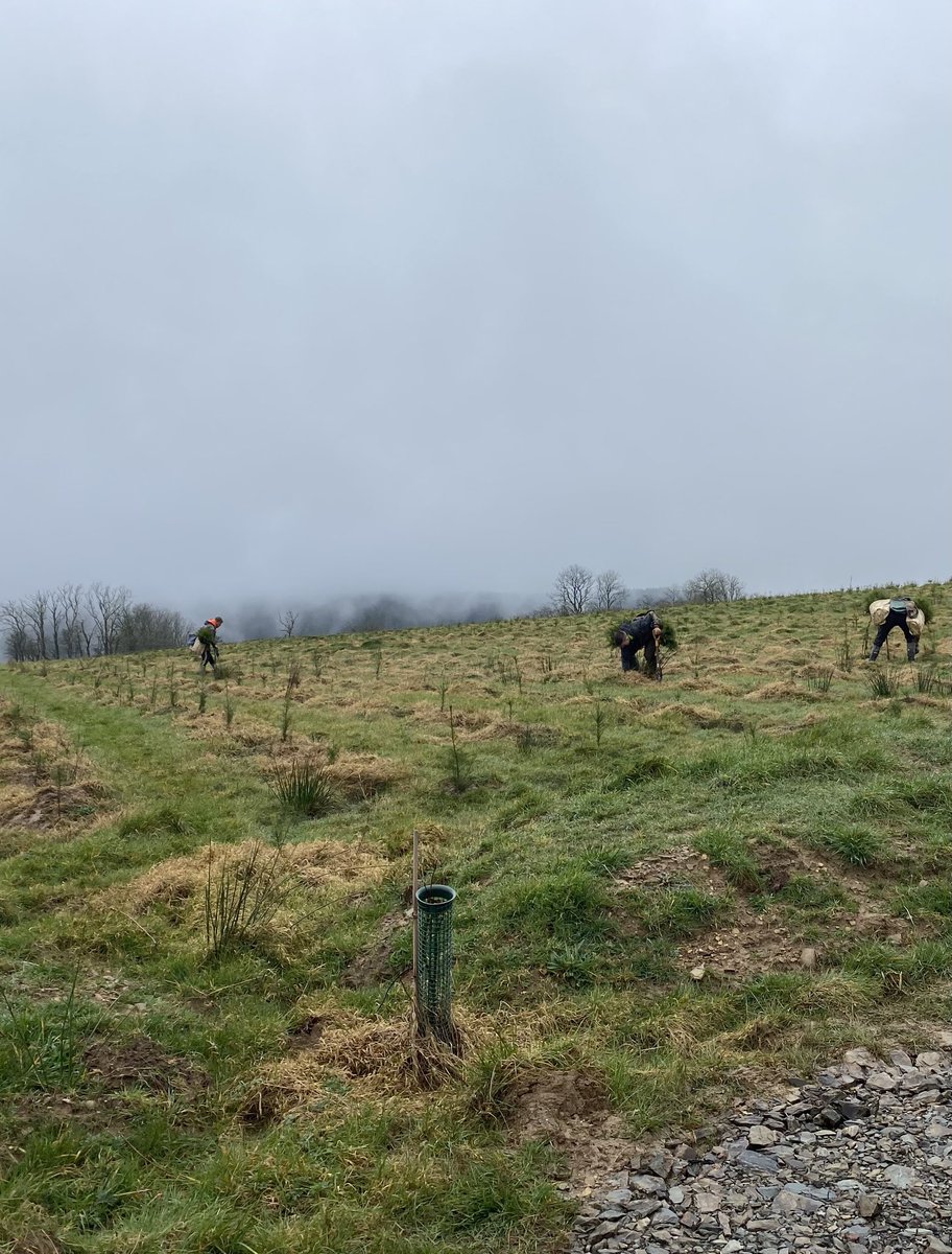 Confor Wales took Welsh Government’s Head of Forestry, Nick Turner to see “Planting at scale” great discussions had on constraints and opportunities. Thank you @TilhillForestry for hosting @forestsandwood @WelshGovernment