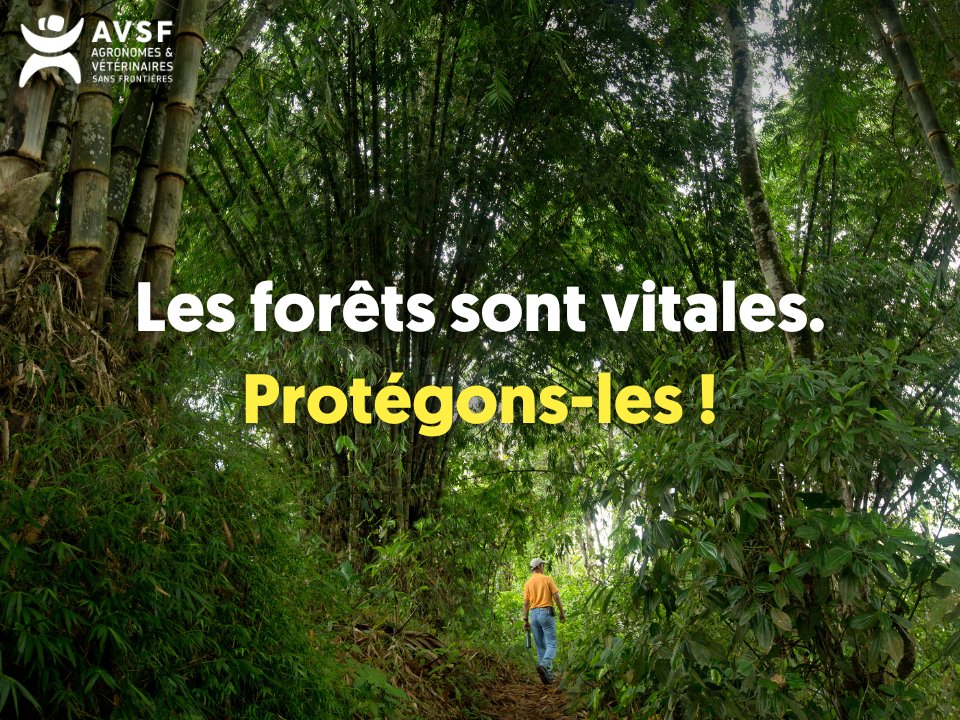 🌳 Journée internationale des #forêts : plus d’une personne sur quatre dépend directement des forêts pour vivre ! 🔎 Découvrez comment AVSF agit avec les familles paysannes du Sud pour concilier lutte contre la déforestation et développement agricole : avsf.org/concilier-prot…