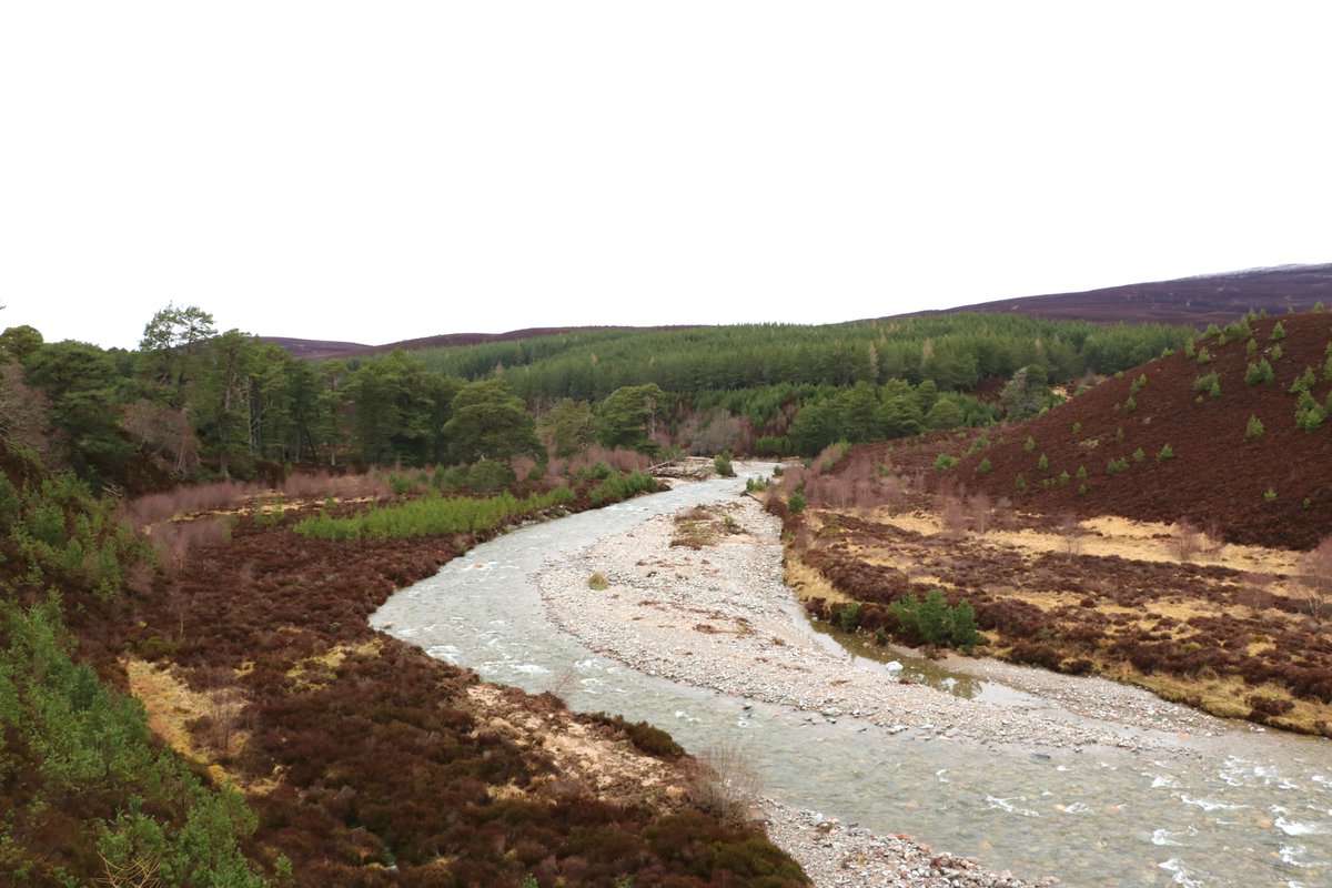 It's #WorldRewildingDay, so here's what rewilding looks like in the Cairngorms. A wee thread about the natural processes that you can see underway in this photo @MarLodgeNTS, and why rewilding is a great tool for nature restoration.  1/12