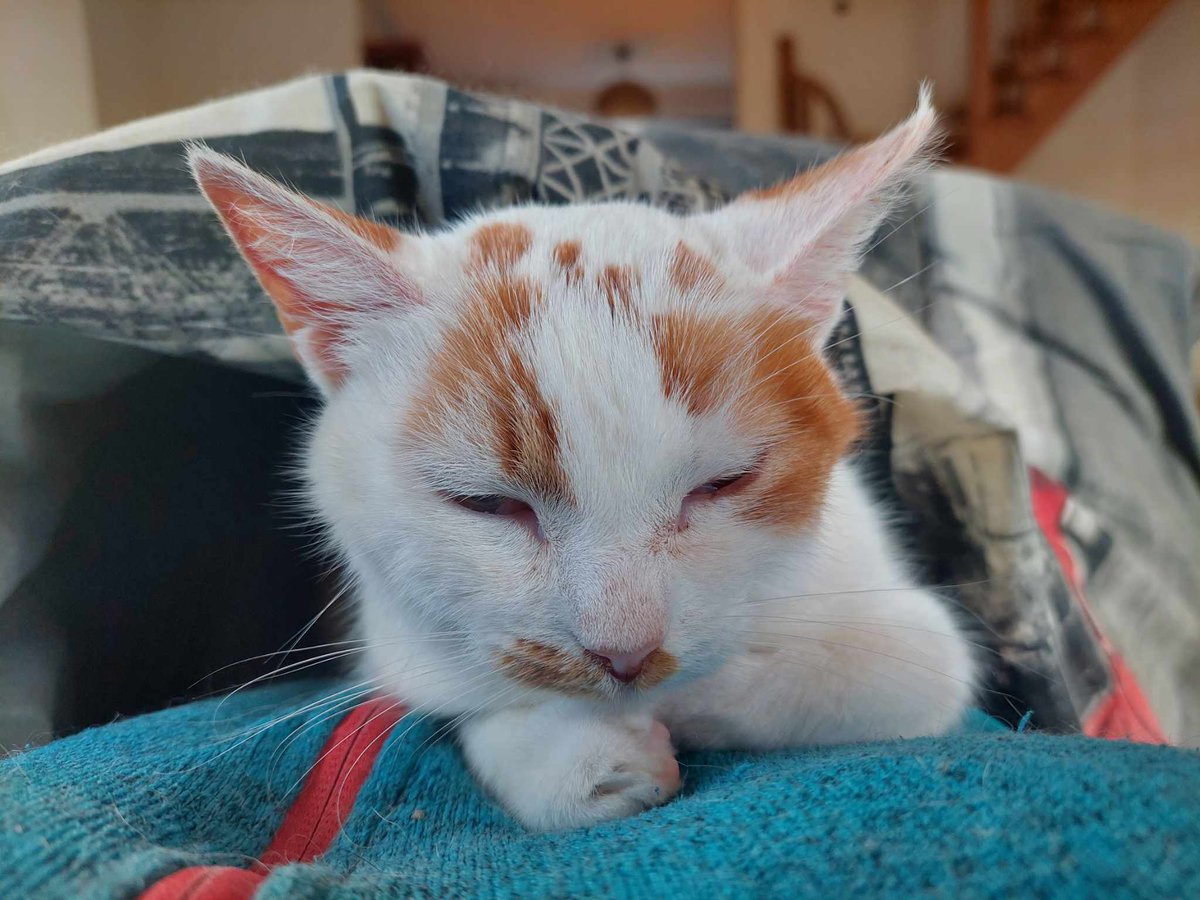 Gasnąca iskierka życia 💔

Na zbiórce Jordan za mało by ją uratować 💔

A bez leku kotka UMRZE 💔

pomagam.pl/h9dcrk

Błagam o pomoc 🙏🙏