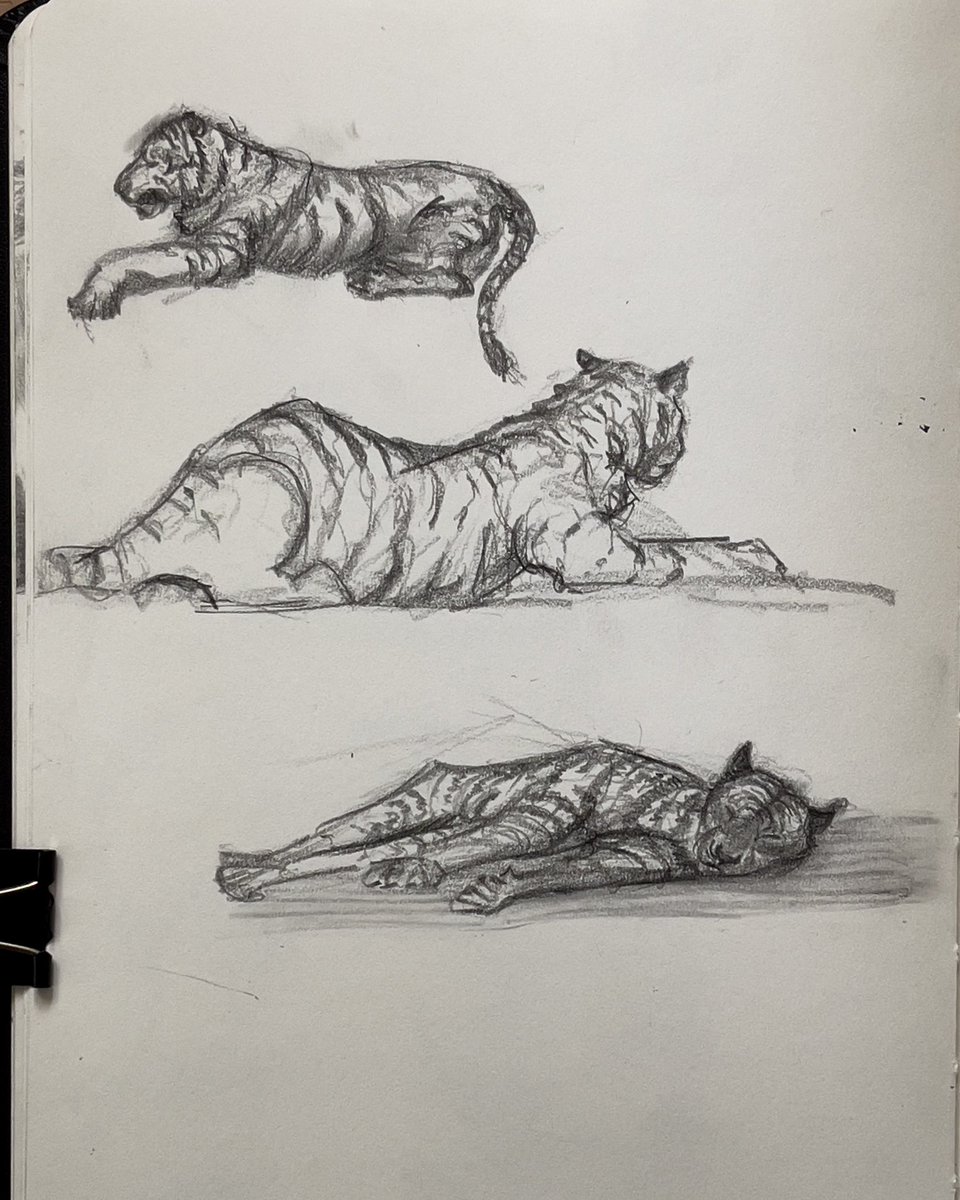 dearMischief's tweet photo. Got myself a yearly pass to the zoo. Ok but they’re much harder to draw in real life. Please sit still! https://t.co/ULZSUIEknH