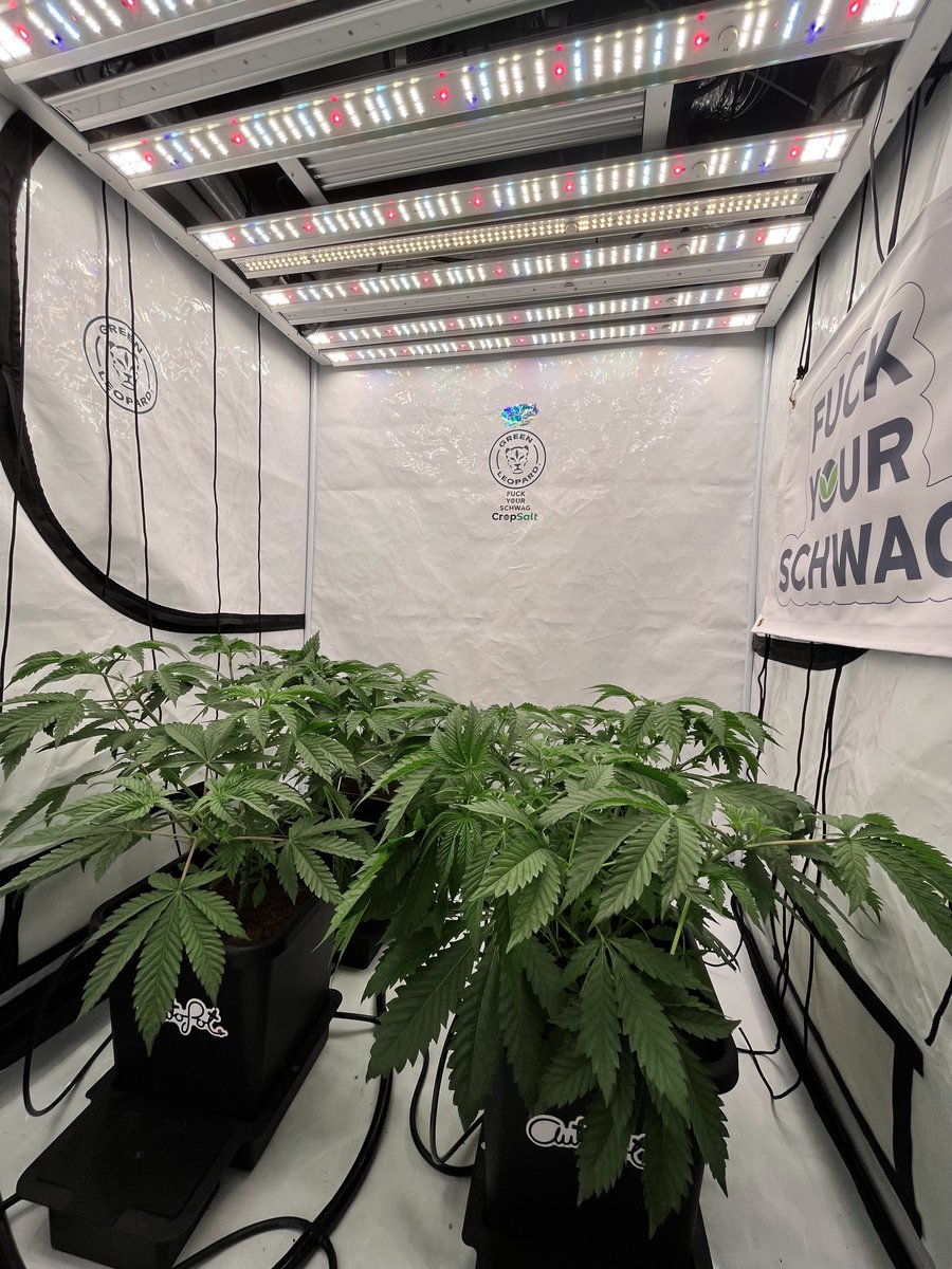Just tucked them in for the day. Very excited to flip the week after next! #Cannabis #Marijuana #weed #weedfam #Weedlife #Growyourown #Autopots