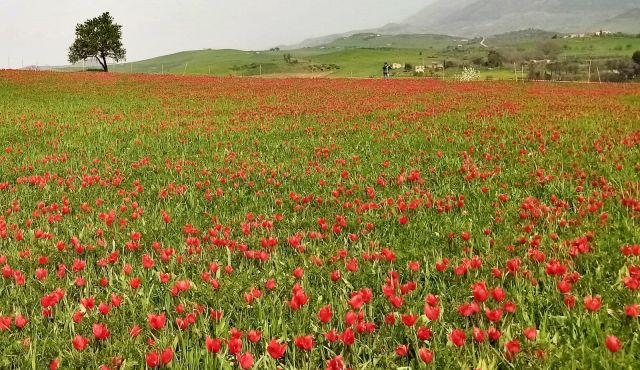 Sapete che anche in #Sicilia esiste un campo di #tulipani spontanei? Ecco dove e le origini di questa #meraviglia della natura..siciliapreziosa.it/curiosita/tuli…

#Primavera #Primavera2024 #21marzo #tulip #tulips #Oland #Orange #Sicily #Palermo #travel