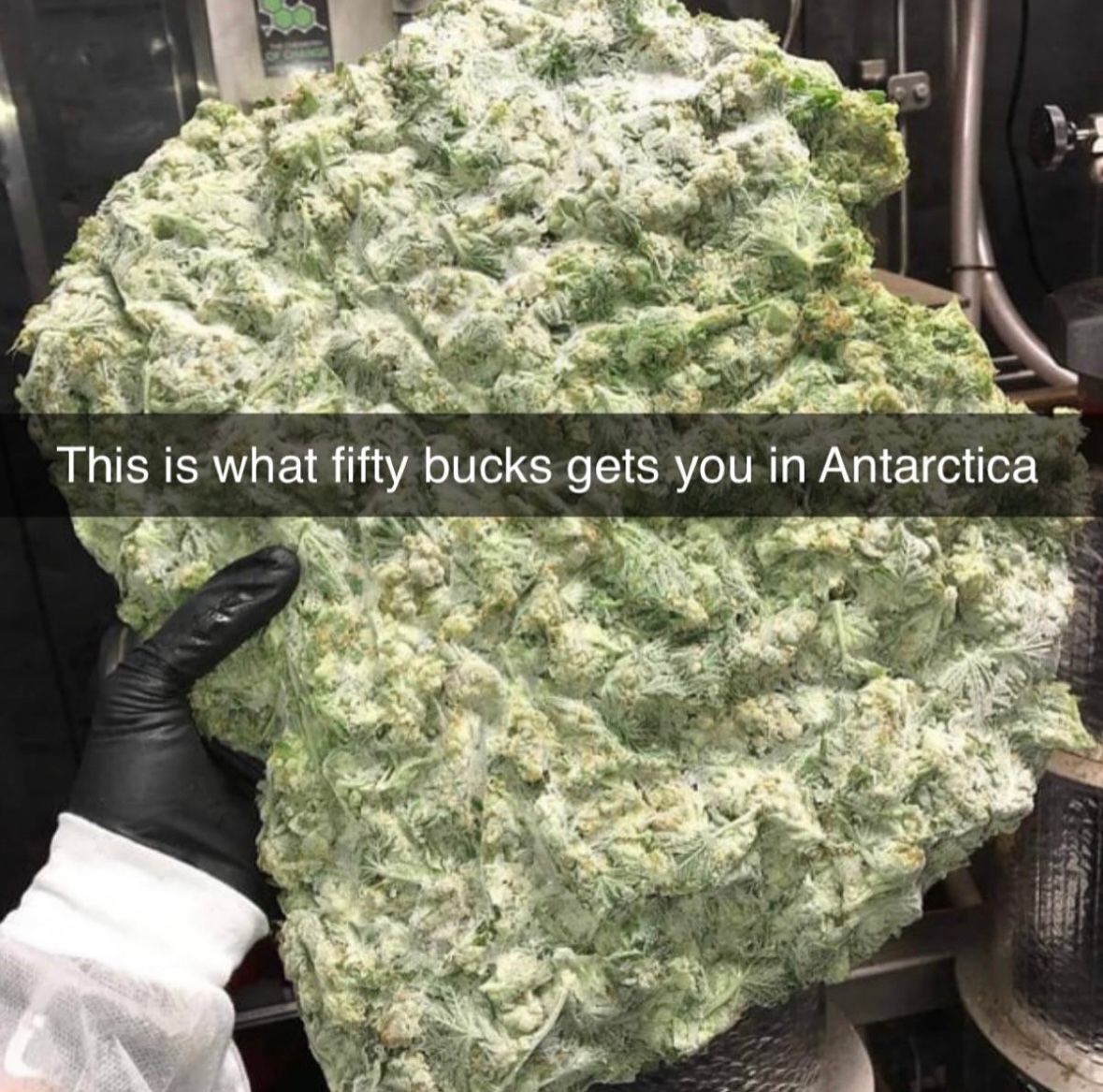 Weed Porn tweet media