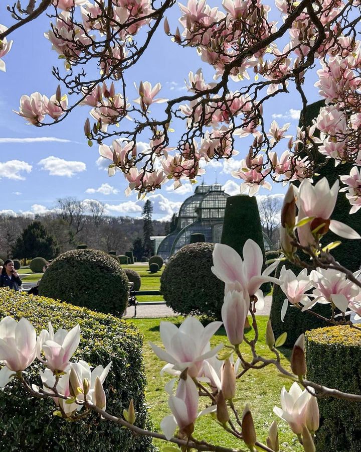 Happy first day of #spring from #Schönbrunn! 💐 #Blossom by blossom, the new season begins. While the first flowers appear all over the #palace grounds, we welcome this occasion with these beautiful impressions of the vibrant #magnolias in front of the Palm House.