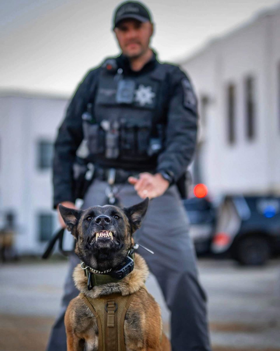 K9s of Valor tweet media