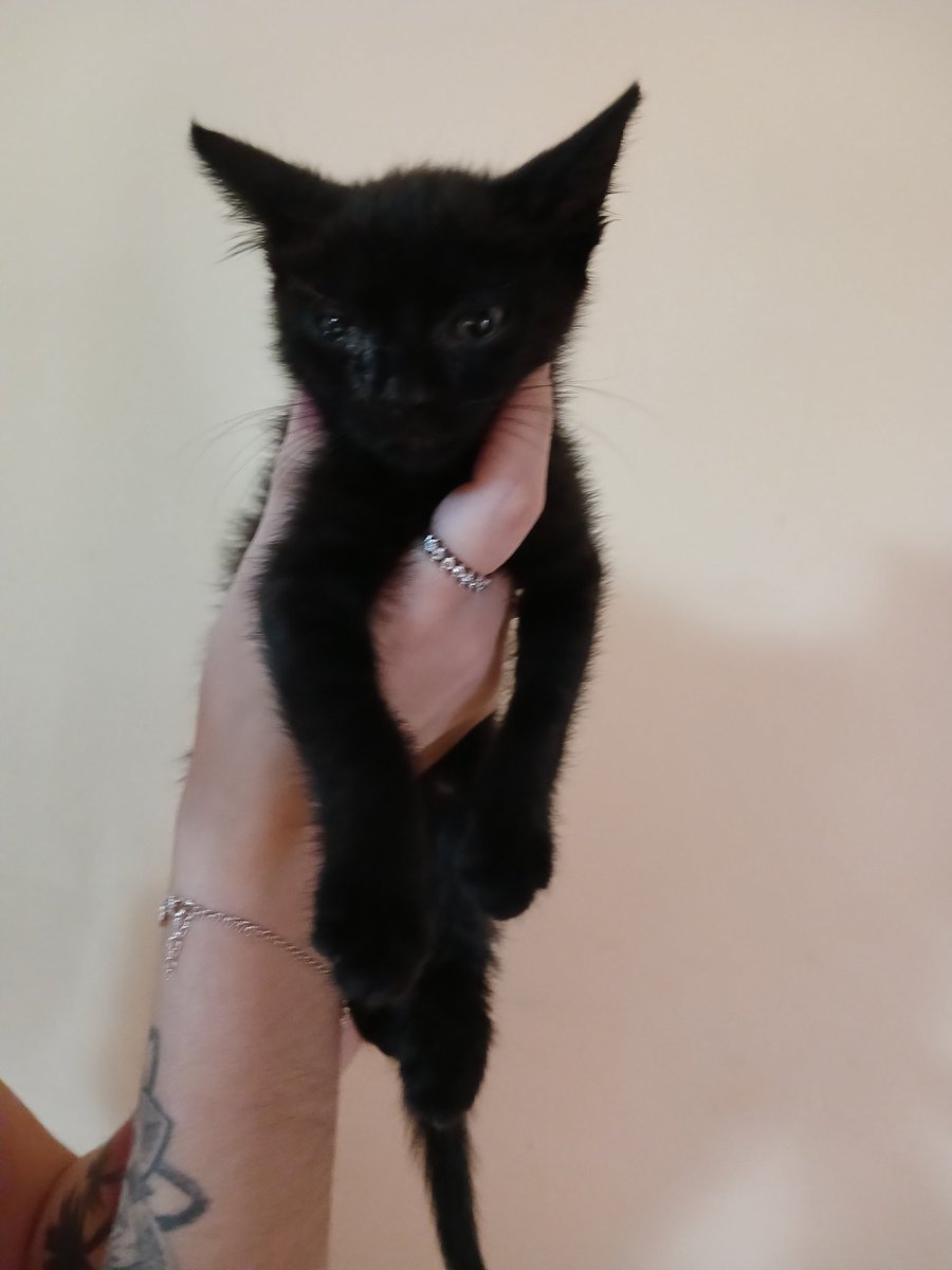 mariiiicabrera's tweet photo. Me ayudan a dar a estos 3 bbs en adopción? Tienen más o menos 45 días, comen solos y van a las piedritas. Estoy en San Martín pero los acerco adonde sea. Manden dm https://t.co/jNjKldjvWl