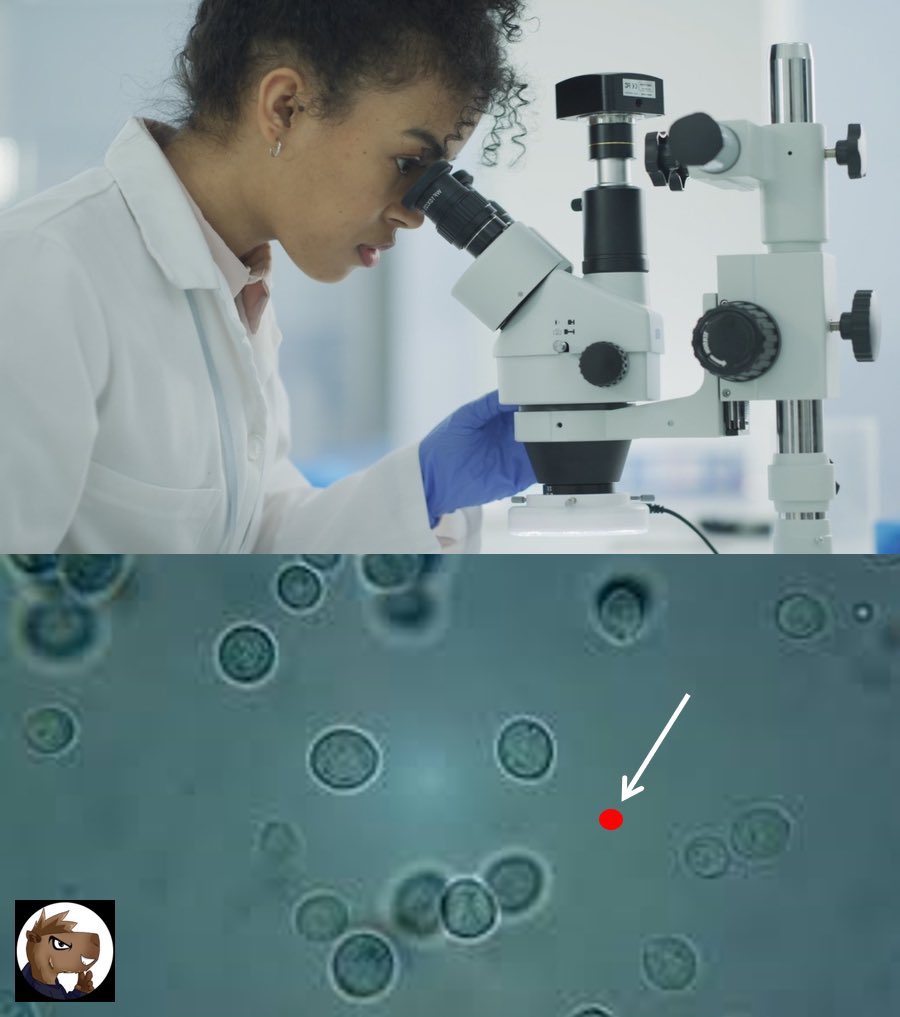 Orgullo Nacional! Con ayuda de microscopio electrónico, científicos Venezolanos logran observar por primera vez el sueldo mínimo