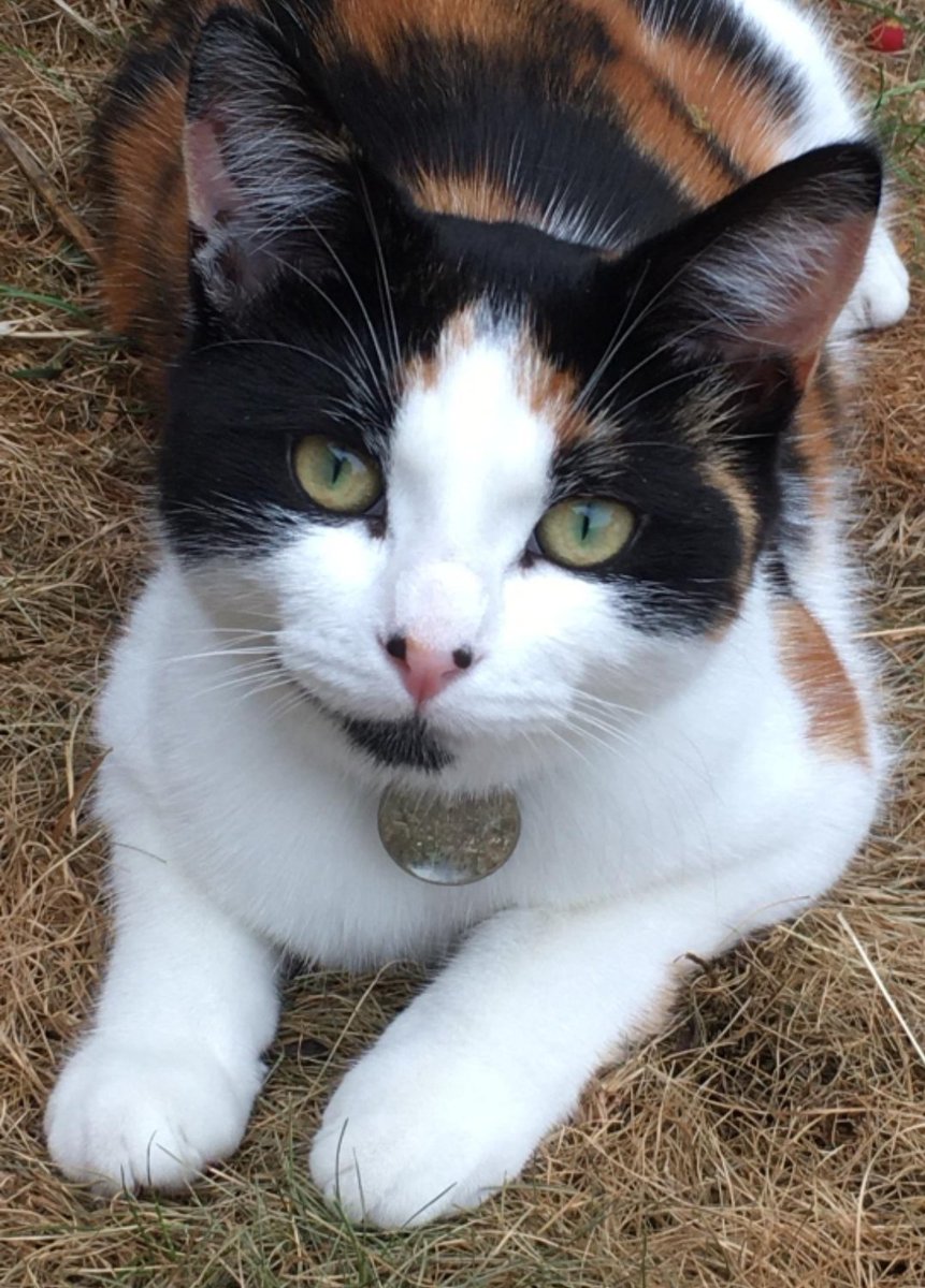 WALLACE has been missing three years now. She is a beautiful calico who went #missing 2 March 2021 from nr Garrick Close, Staines Upon Thames #TW18 #FindWallace #MissingCatsDay Please contact @PPawrentingCat with info🙏