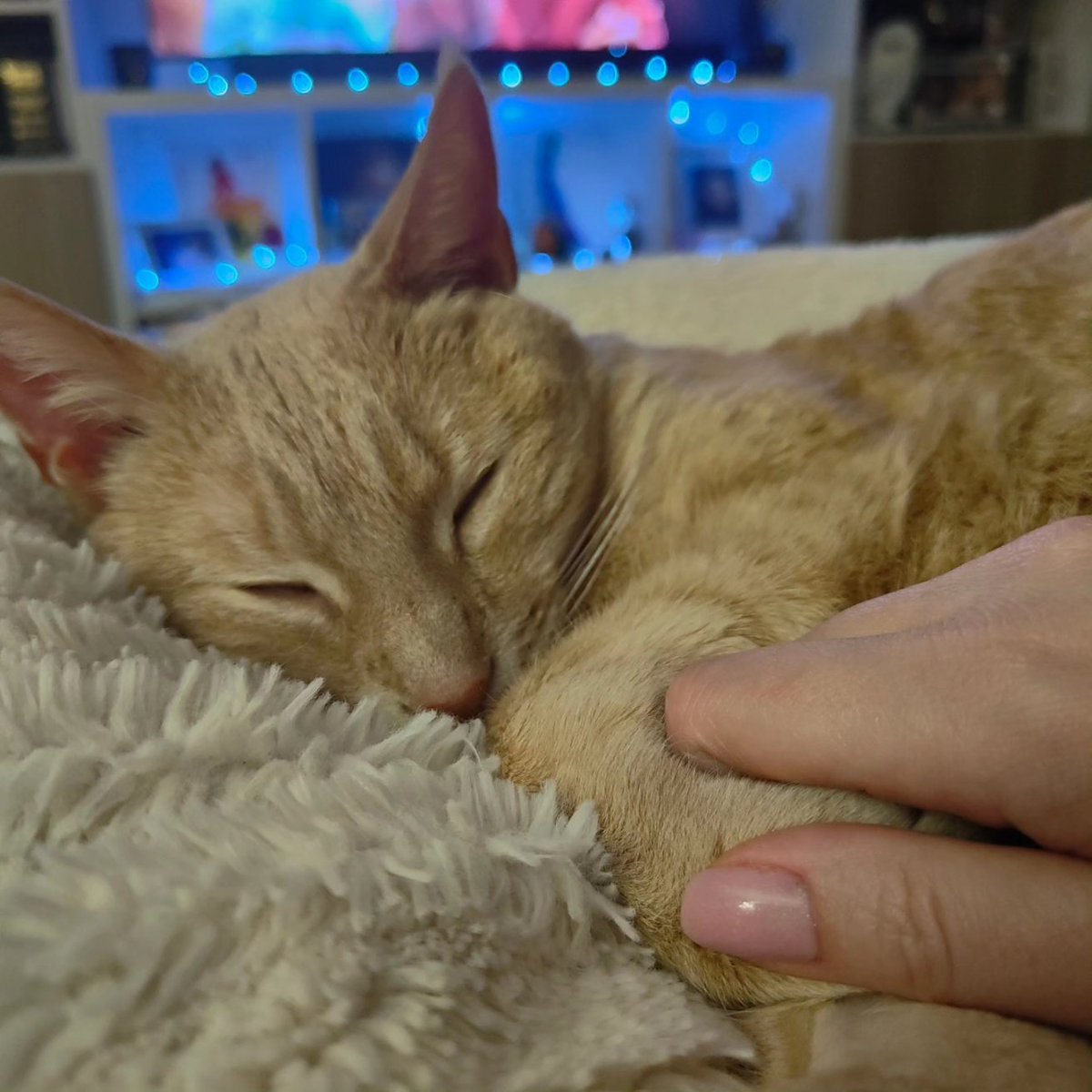 MumCat_'s tweet photo. Snow nous a quitté le 13 mars dernier 💔🕊️ ce fut une des épreuves les plus difficiles, et je ressens un immense chagrin qui s'atténuera avec le temps pour n'en garder que les bons souvenirs.
Je t'aime mon loulou d'amour 💛 tu me manques terriblement... https://t.co/nLIHOjHwXz