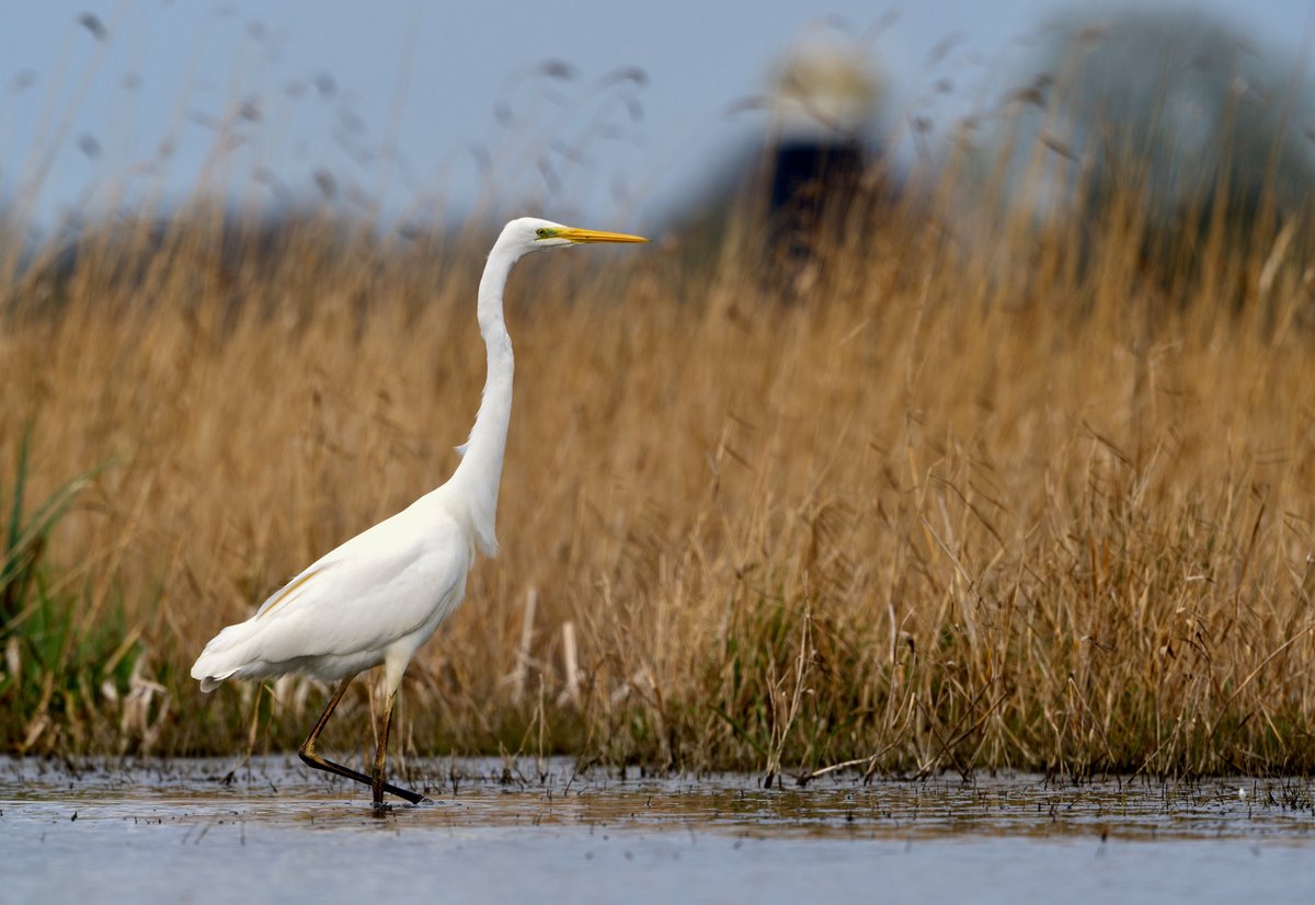 Great white egret 20/03/24 Norfolk @BBCSpringwatch