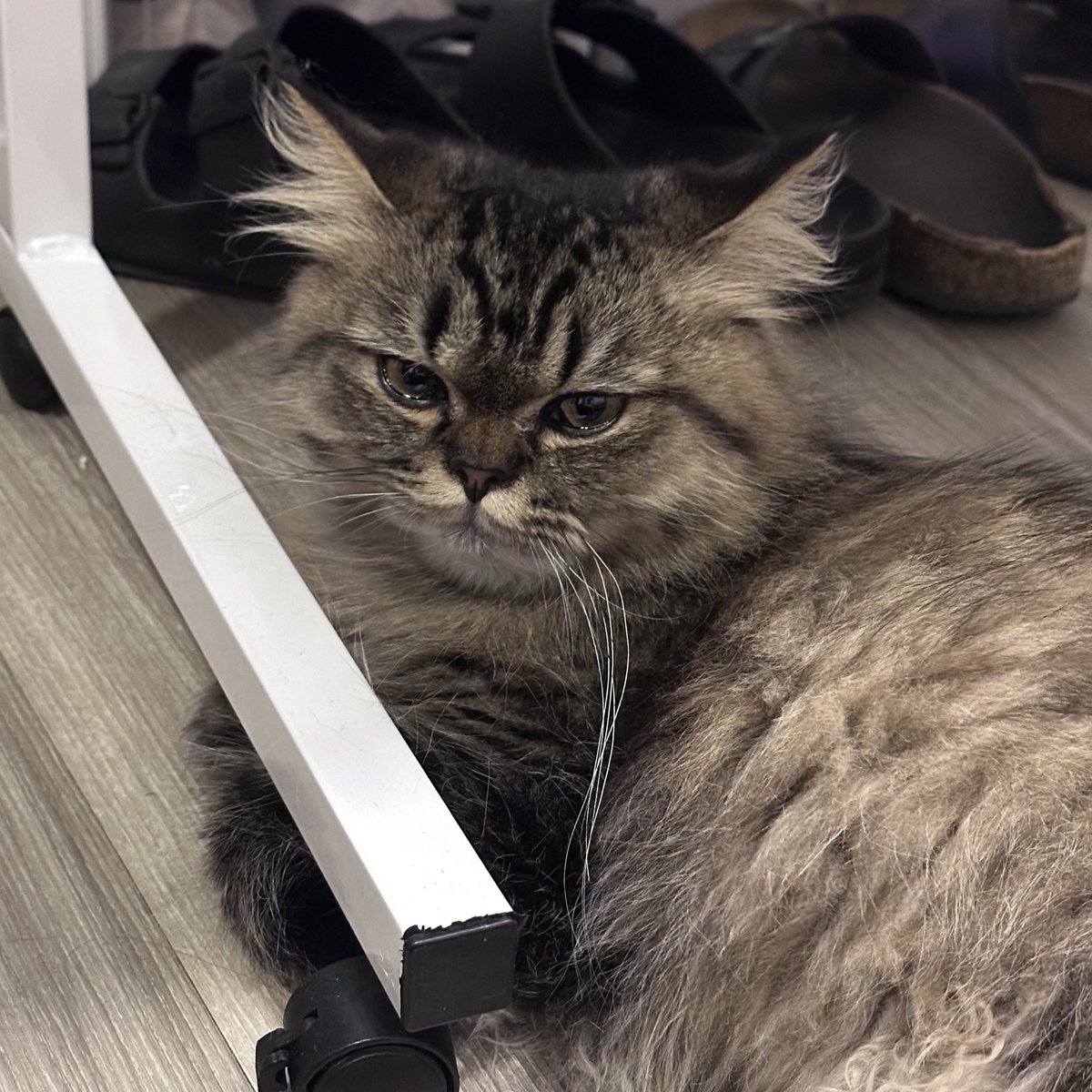 Fujinotmountain's tweet photo. 잘 자 😴 https://t.co/Da6iEART0D