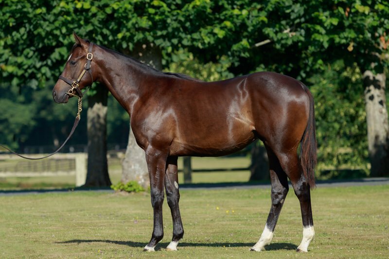 Bravo to all winning connections of QUASAR who wins first time out at Toulouse for @tonyparker @LGadbin @Qatar_Racing. @InfoArqana grad, the son of #Showcasing has been raised at Monceaux in partnership with @LordshipStud and Skymarc Farm 👏✨