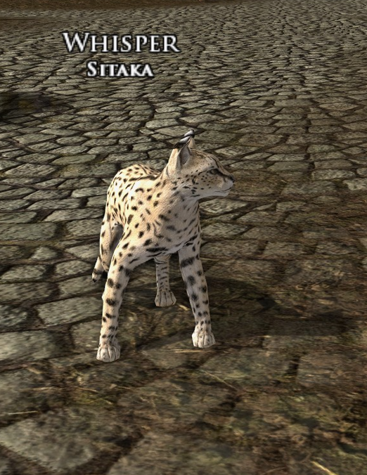 Critters_Lotro's tweet photo. New cat pet https://t.co/c7PhyVgxnZ