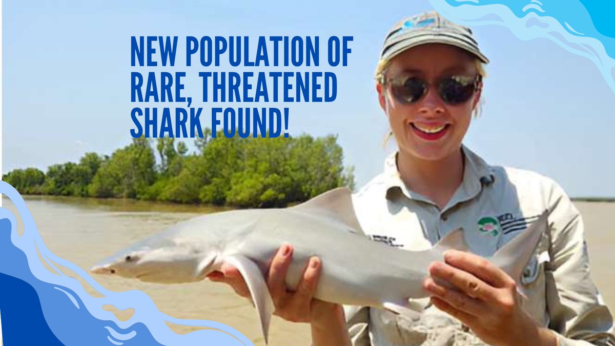 🦈 🇦🇺 A new population of critically endangered Speartooth Sharks has been discovered in the Roper River in Australia. Water extraction will affect Speartooths, stingrays & threatened sawfish & need our protection! #RobStewart #Sharkwater #Conservation #charlesdarvinuniversity