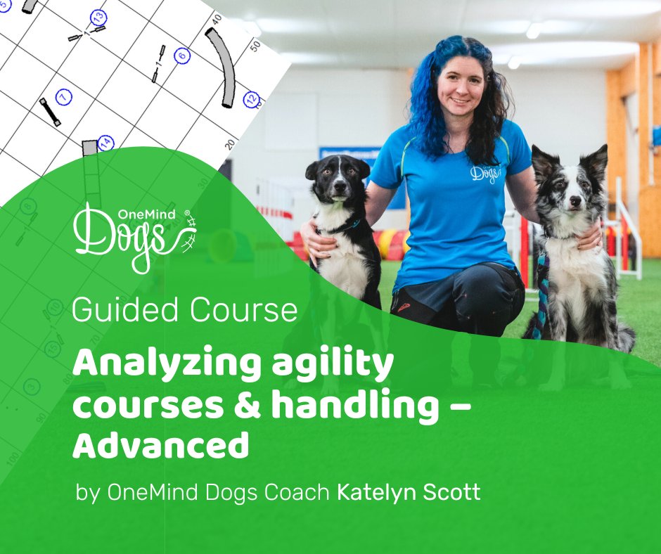 OneMindDogs's tweet photo. 🐕 🏃 [NEW Guided Course] Analyzing Agility Courses and Handling – 𝘈𝘥𝘷𝘢𝘯𝘤𝘦𝘥

👀 Get ready to see dog agility courses from a whole new perspective!

🟢 Sign up here: https://t.co/DBsX1ugIGQ

#oneminddogs #dogagility https://t.co/sFz0s67njv