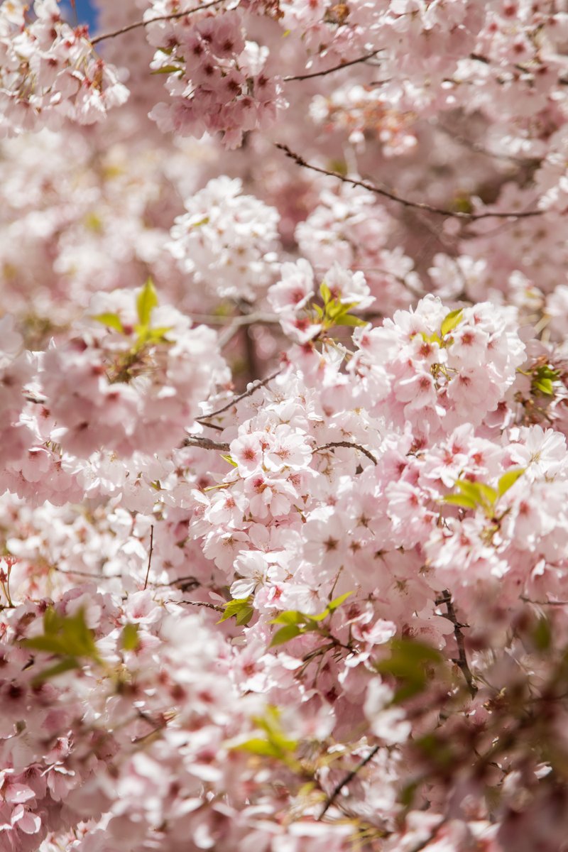 fairmontsonoma's tweet image. Find your picture perfect moment this spring. Start planning your spring or summer getaway now and you’ll be rewarded with up to 30% off your stay when you book in advance here: bit.ly/3OYBtuo

📷: @paigeowenphoto

#FairmontSonoma #StayIconic