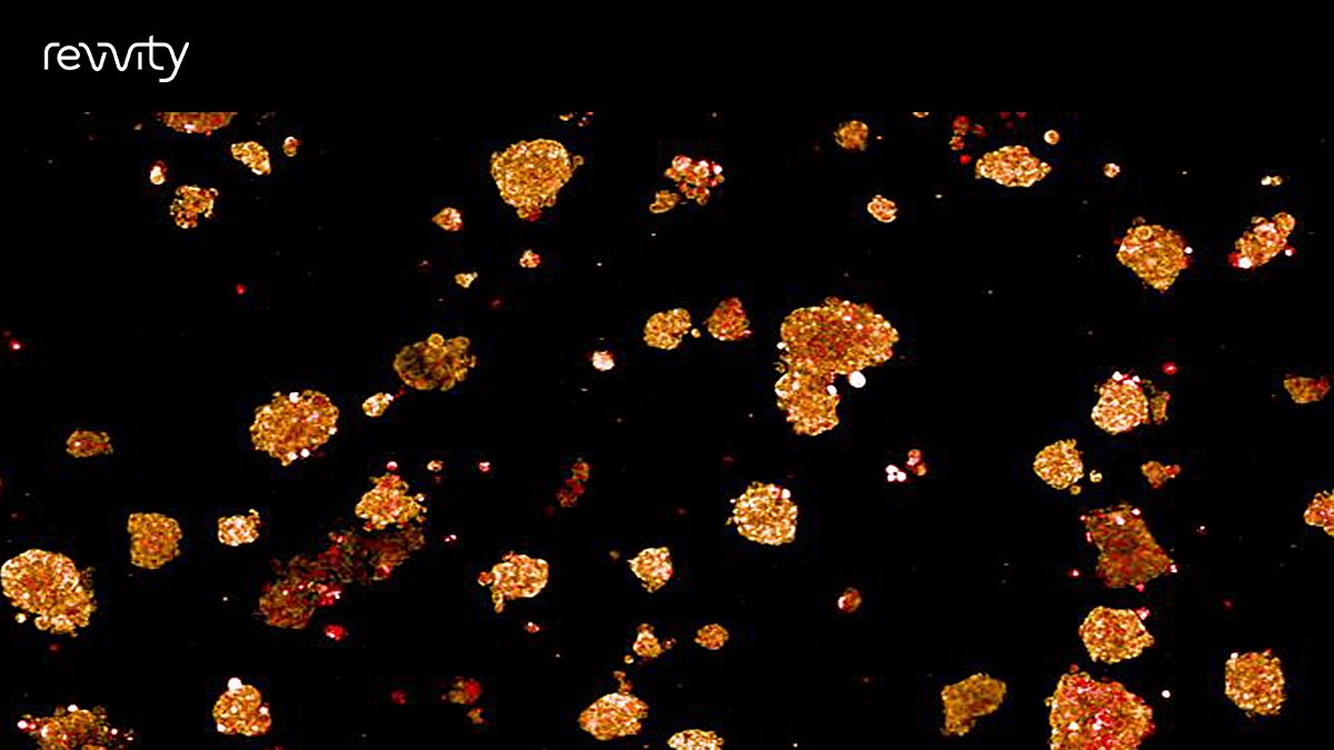 Cell Image of the Month - GrowDex® embedded HepG2 spheroids incubated with acetaminophen and stained with PhenoVue dyes. Imaged on the Opera Phenix Plus system. Have any beautiful images from our HCS instruments? Send them – we’d love to see them! ms.spr.ly/6018cWB3r