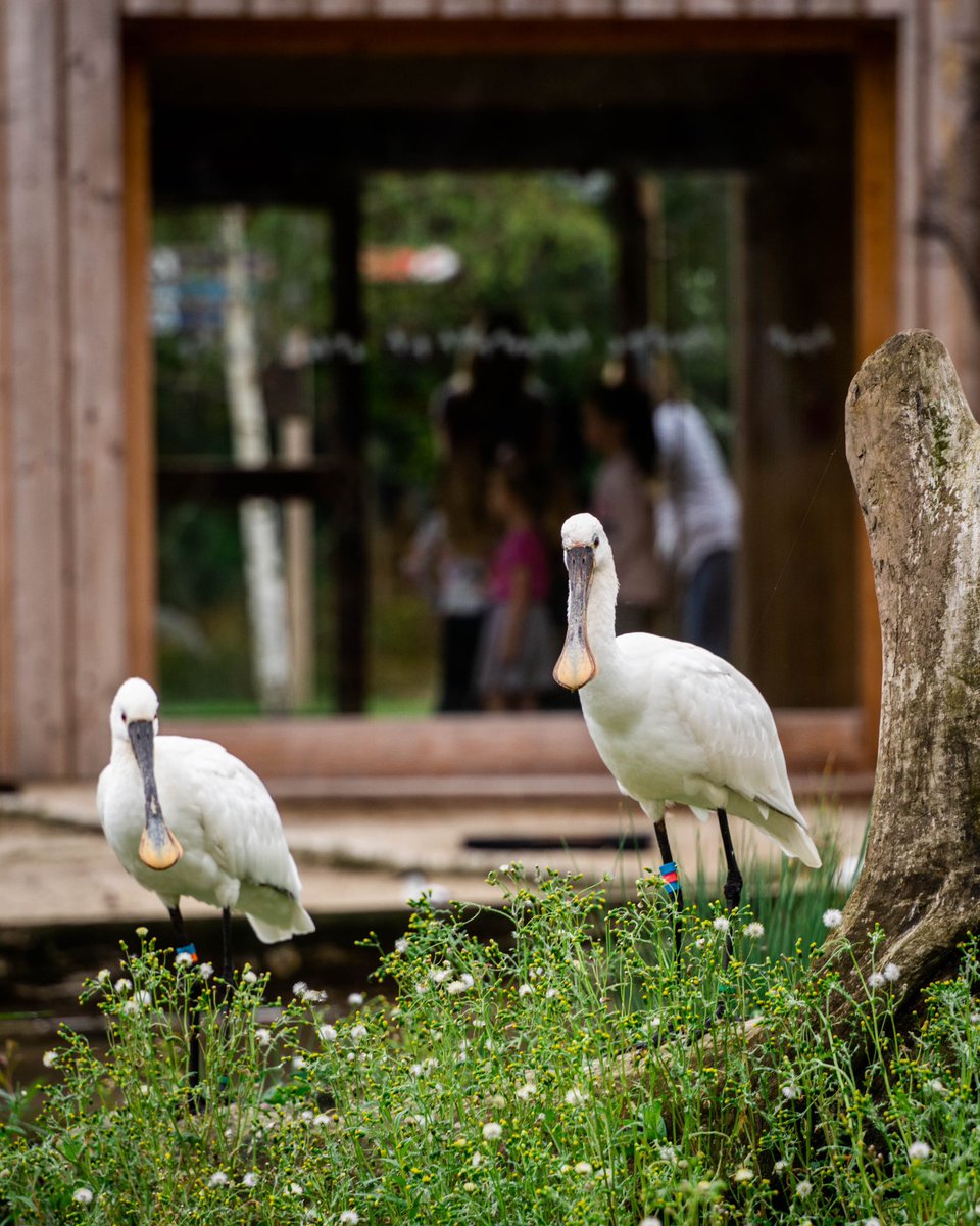 📣 awards announcement 📣 we are delighted that the Living Wetland Theatre + Waterscapes Aviary for <a href="/WWTSlimbridge/">WWT Slimbridge</a> has been shortlisted for a Pineapple Award <a href="/festivalofplace/">Festival of Place</a> 🍍 

Wishing all shortlisted projects the best of luck!

<a href="/WWTworldwide/">WWT</a> <a href="/hoarelea/">Hoare Lea</a> <a href="/Kay_Elliott/">Kay Elliott</a>
