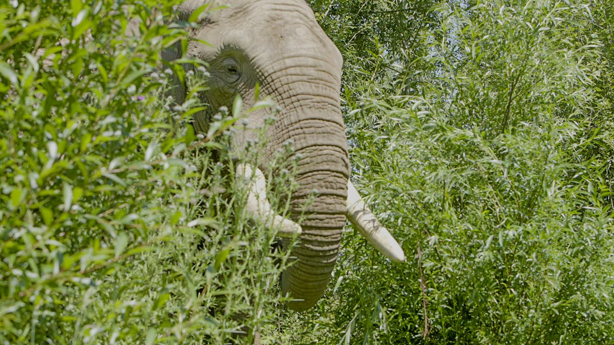 🥚 Plan Your Visit This Easter🥚 Considering a visit to Noah's Ark this Easter? Don't miss out on any of the fun! 🦒 *Easter activities begin on Saturday 23rd March - Wednesday 17th April bit.ly/48keP7r #easter #bristol #event #zoo #brid #elephant #somerset