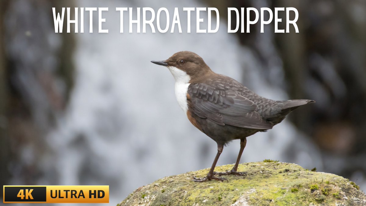 ⏰📷 NEW VIDEO NOW LIVE 📷⏰ youtu.be/LaxGn4a0J6M #WhiteThroatedDipper #Wildlife #Nature @Natures_Voice | @BBCEarth | @CanonUKandIE