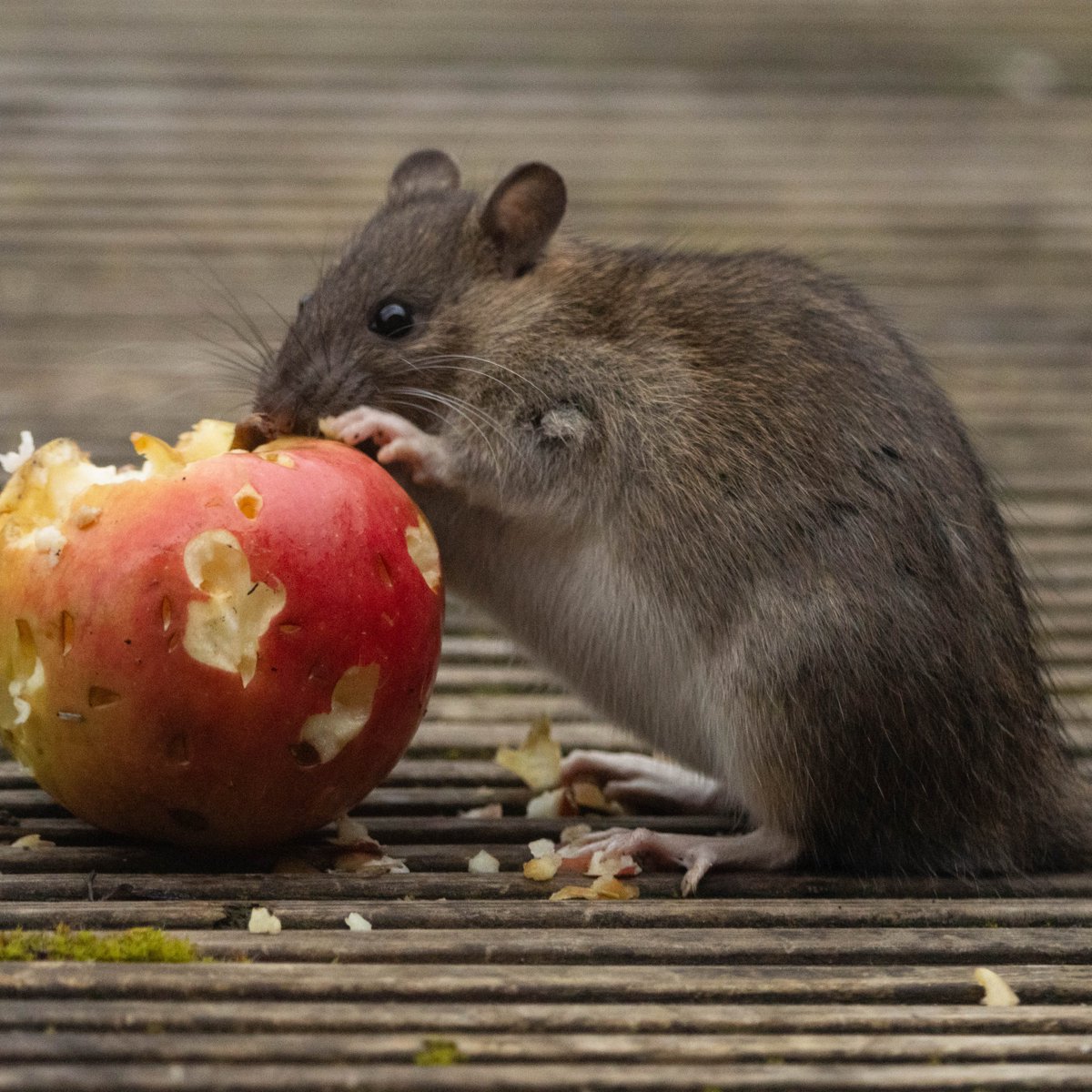 Brown rat. Maybe not everyone's favourite creature but we need them as part of a healthy ecosystem. @Mammal_Society @labmammalgroup @GraemeBWilson