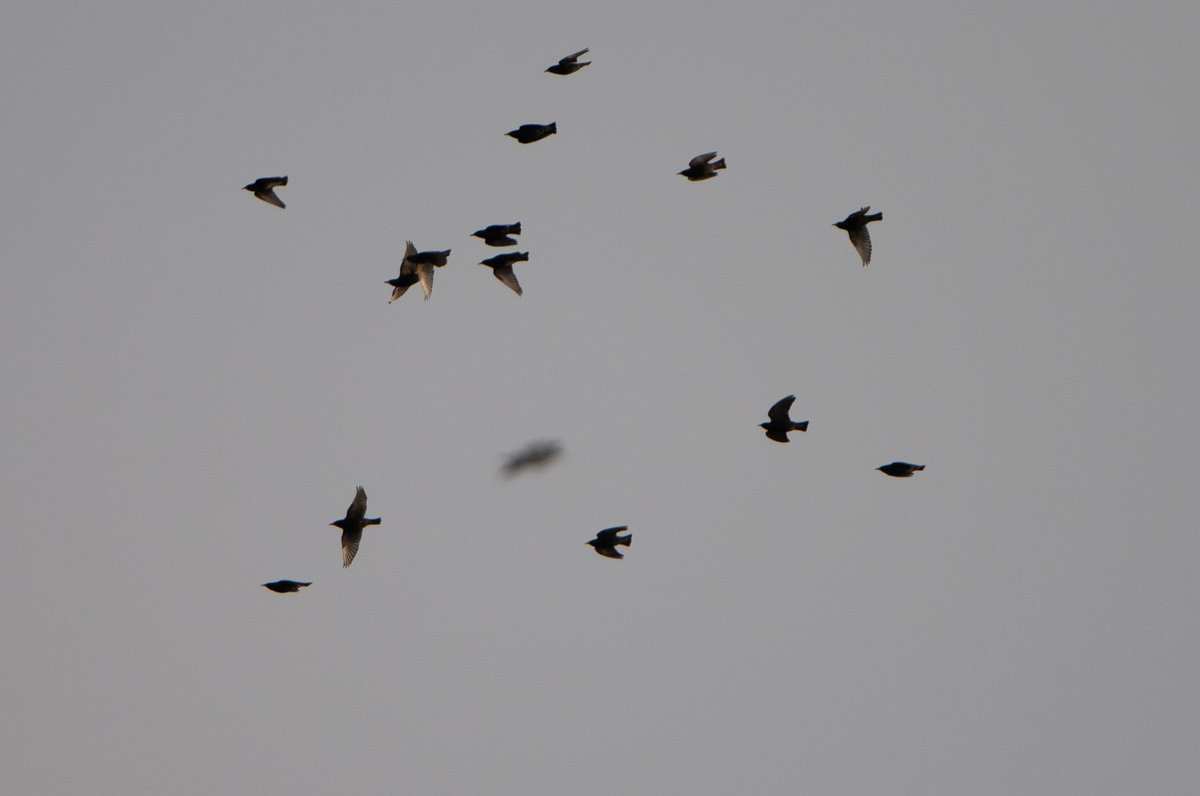 Flock of Spotless Starlings and Black Kites #birding @gonhsgib