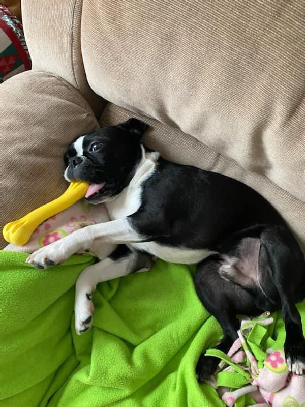 Pawesome_BTBros's tweet photo. Hi, itโs me, Iโm the cutie in yellow, itโs me! ๐
Me haded to wear my bow tie and play wif my favoritest bone in honor of #WontLookWednesday and #DogsInYellowDay! Hope it brightens up youses day! โญ๏ธ๐๐
#DogsofTwittter #bostonterrier #dogsofx #handsomepup #yellow https://t.co/eQv5cCwIYq